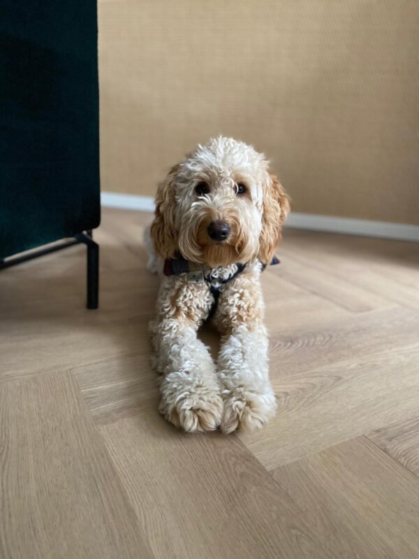 PALAZZO VISGRAAT XL 72 | RIGID CLICK